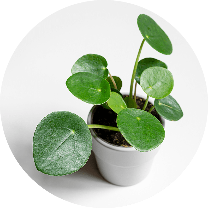 Imperial_fengShui_zuhause